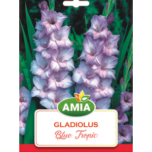 Bulbi Gladiole Blue Tropic, calibru 12/14, 7 bucati, AMIA